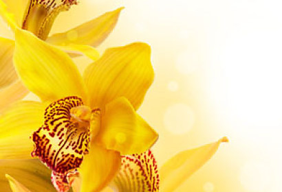 Tapeta Žluté Květy Orchideje 4682